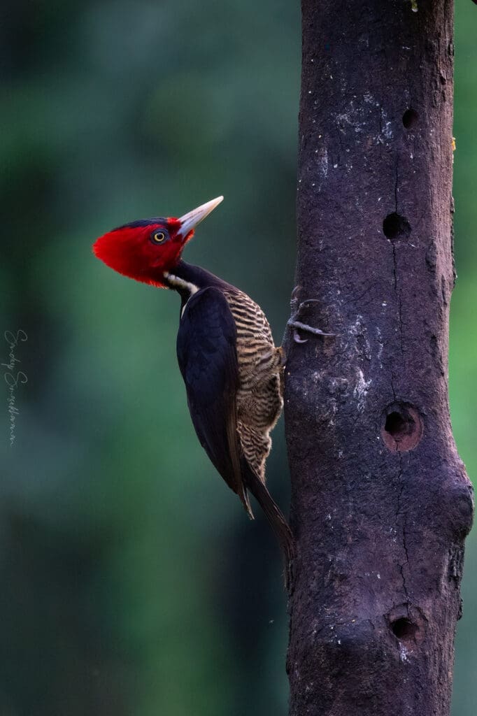 Pale-billed Woodpecker | Birding in Costa Rica | The Green Ogre