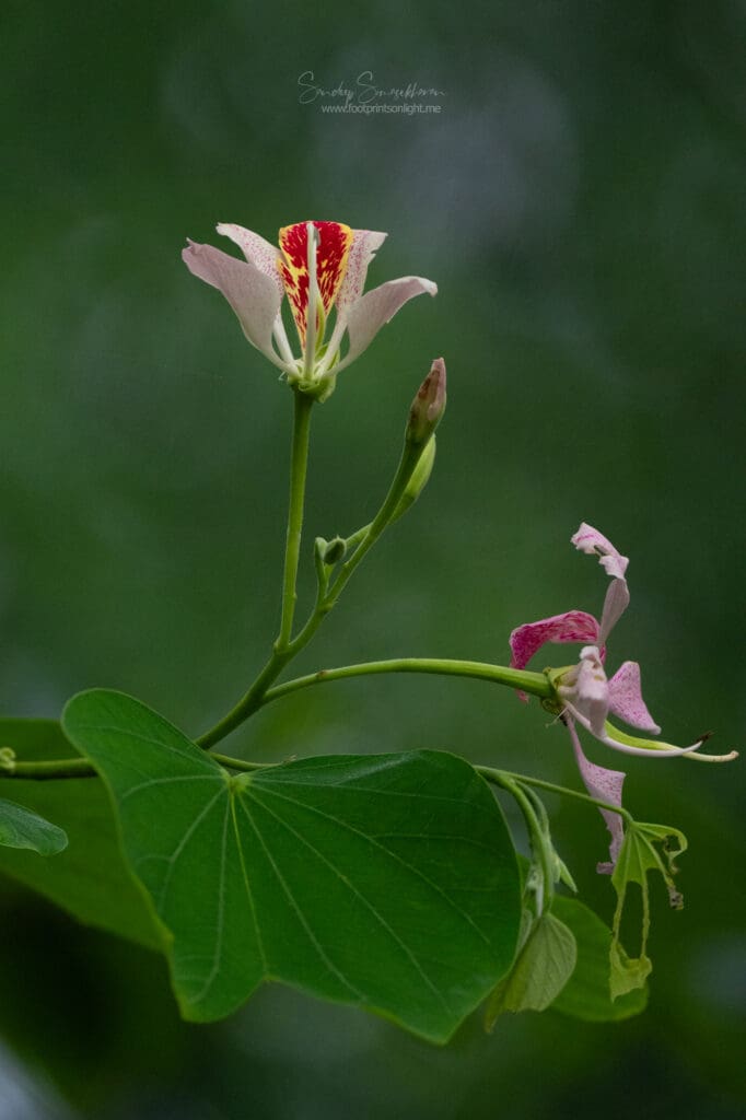 Costa Rica widlflowers