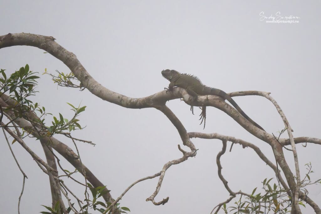 A Female Iguana on a tree in Costa Rica