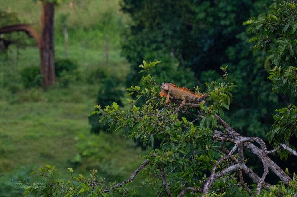 A male Iguana on a tree in Costa Rica