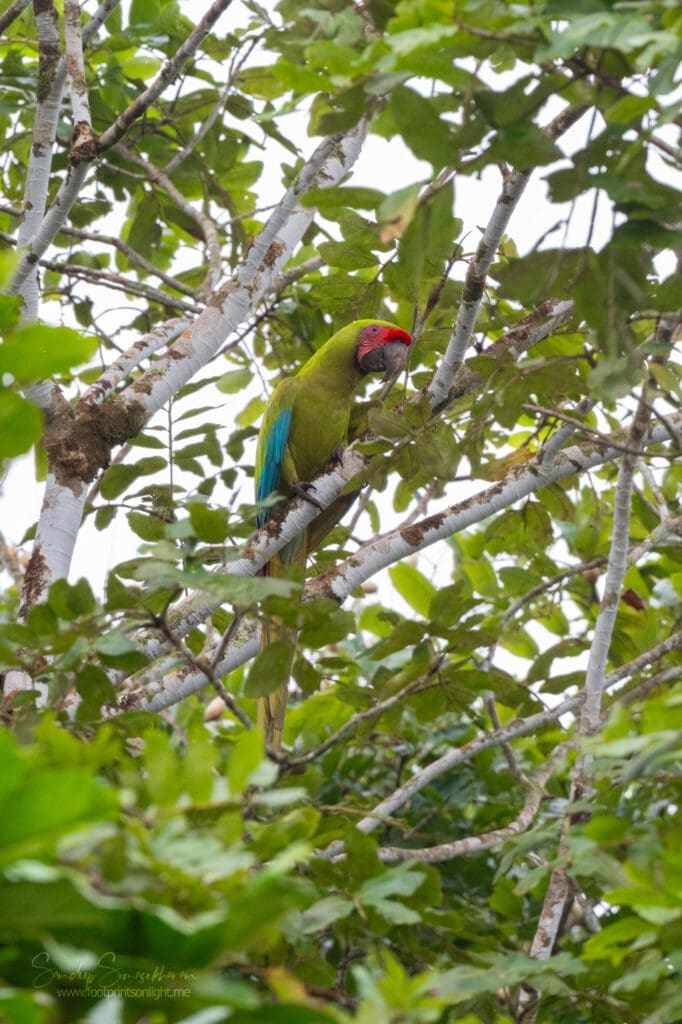 Great Green Macaw in Costa Rica