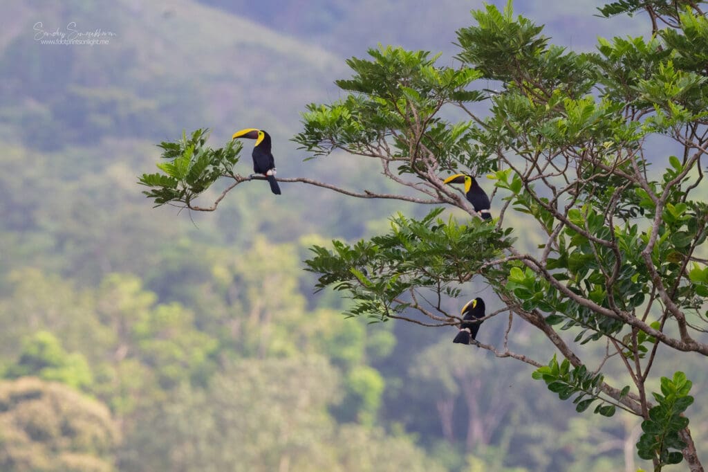 A tree full of Yellow-throated Toucans in Costa Rica