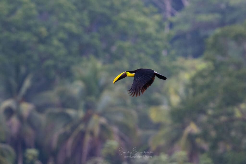Yellow-throated Toucan in Costa Rica
