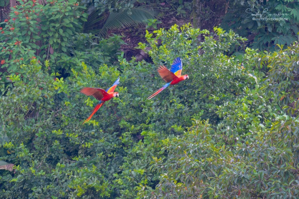 Scarlet Macaws in Costa Rica