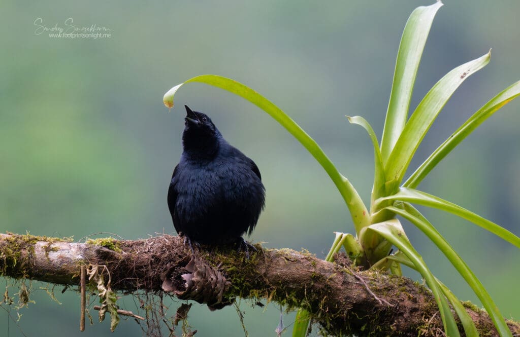 Melodious Blackbird in Costa Rica