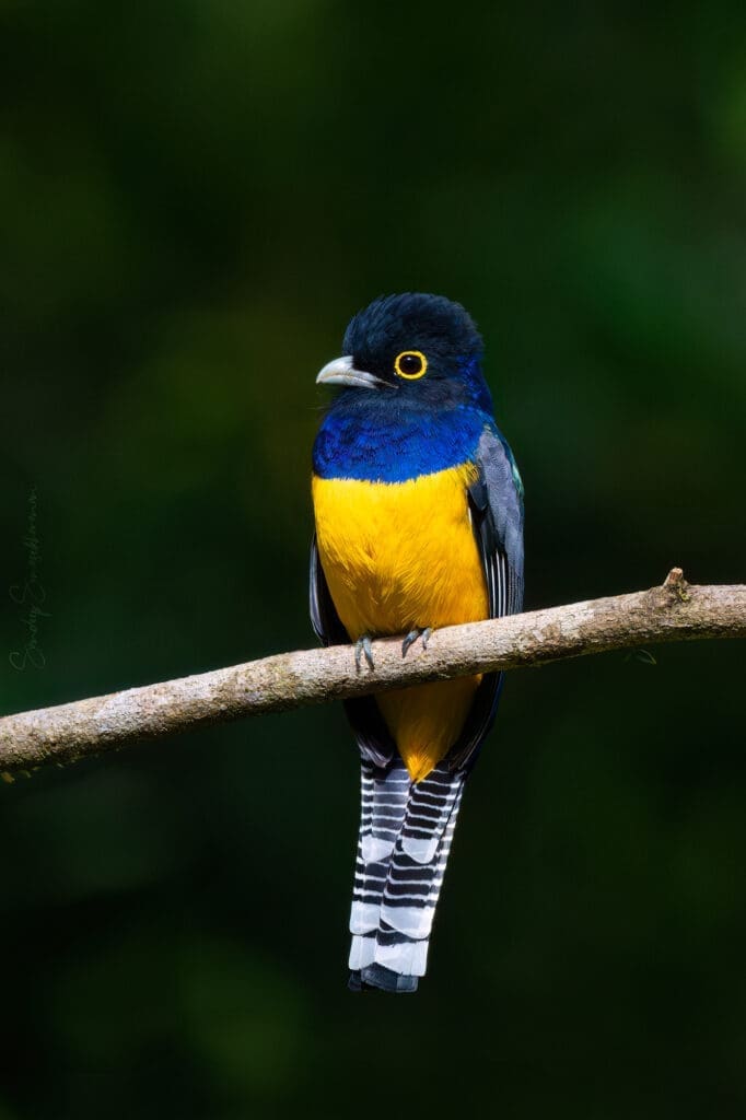 Gartered Trogon in Costa Rica