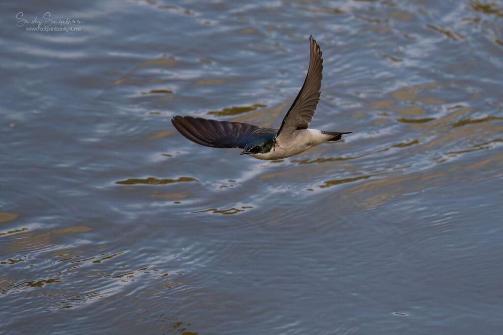 Mangrove Swallow in Costa Rica
