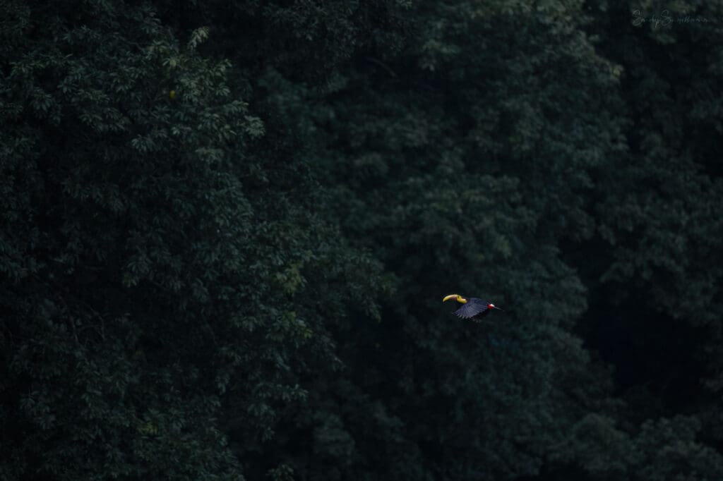 Yellow-throated Toucan against the forest canopy in Costa Rica