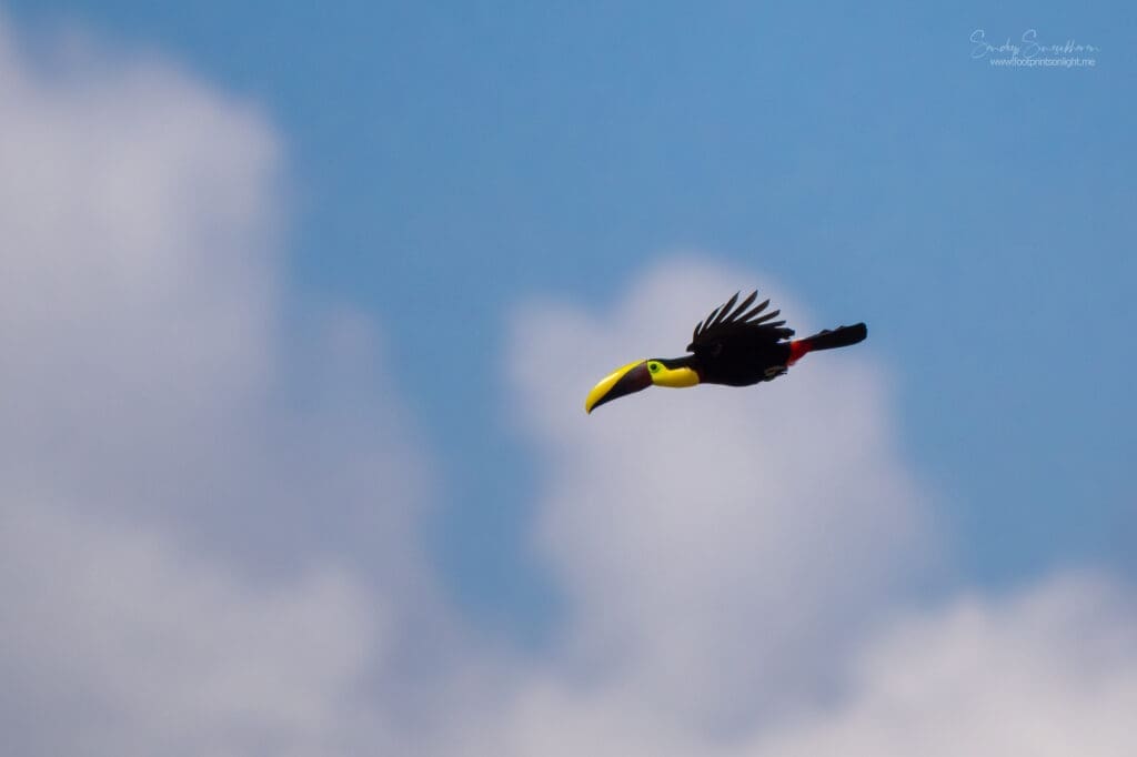 Yellow-throated Toucan in flight, Costa Rica
