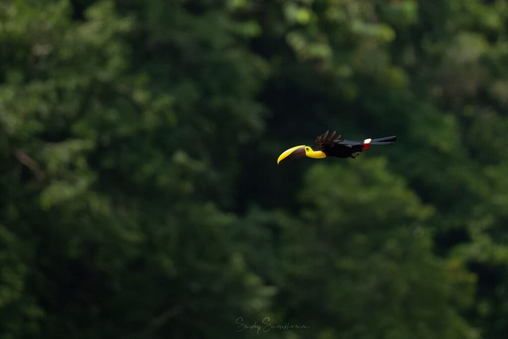Yellow-throated Toucan in flight