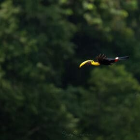 Toucan in flight