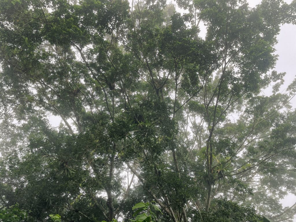 Misty canopy