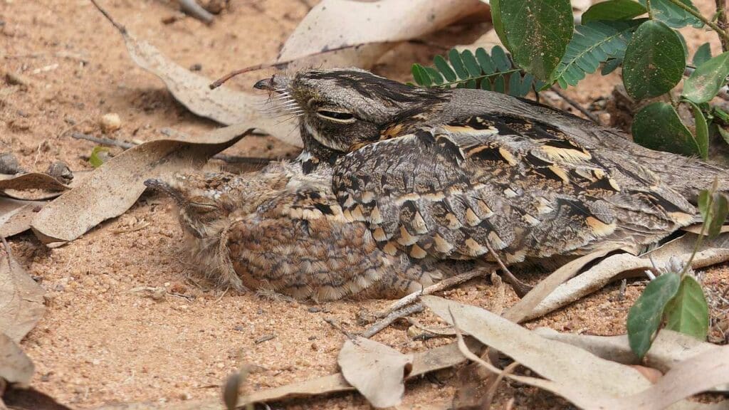 An Indian nightjar with its fledgling at roost in the leaf litter on the outskirts of Bangalore | Photograph: Bijoy Venugopal, The Green Ogre
