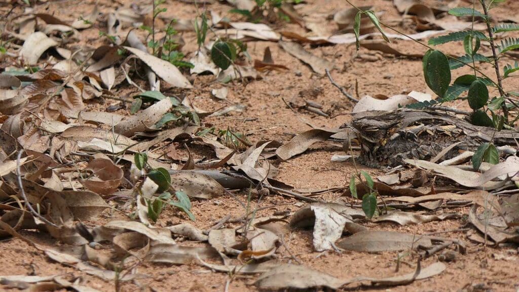 Can you spot the Indian Nightjar in this picture? Photograph: Bijoy Venugopal, The Green Ogre