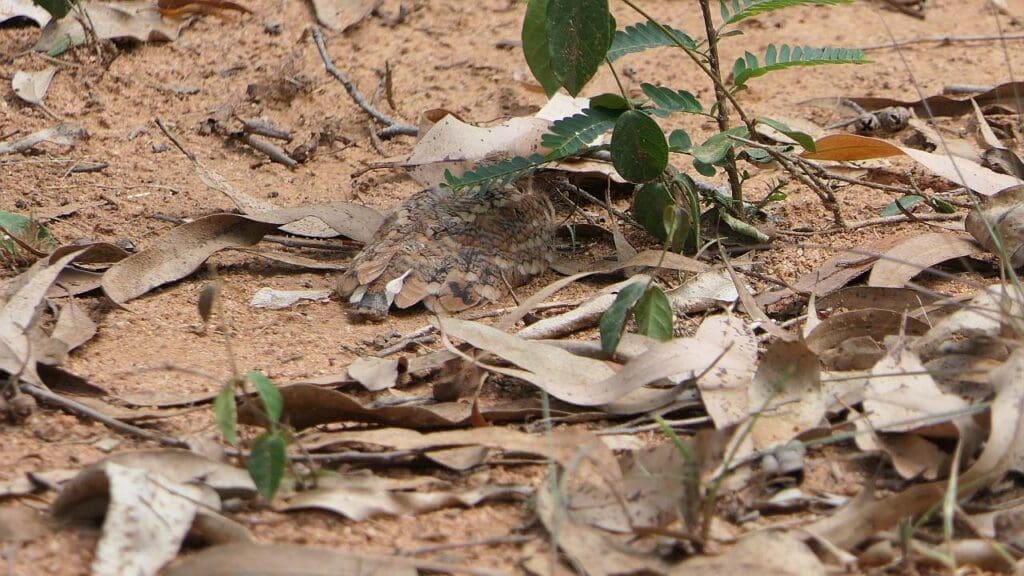 An Indian Nightjar's cryptic plumage offers it good camouflage in the leaf litter | Photograph: Bijoy Venugopal, The Green Ogre