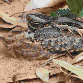 An Indian Nightjar with its fledgling is cryptically camouflaged on the forest floor in Bannerghatta, near Bangalore. Photograph: Bijoy Venugopal/ The Green Ogre