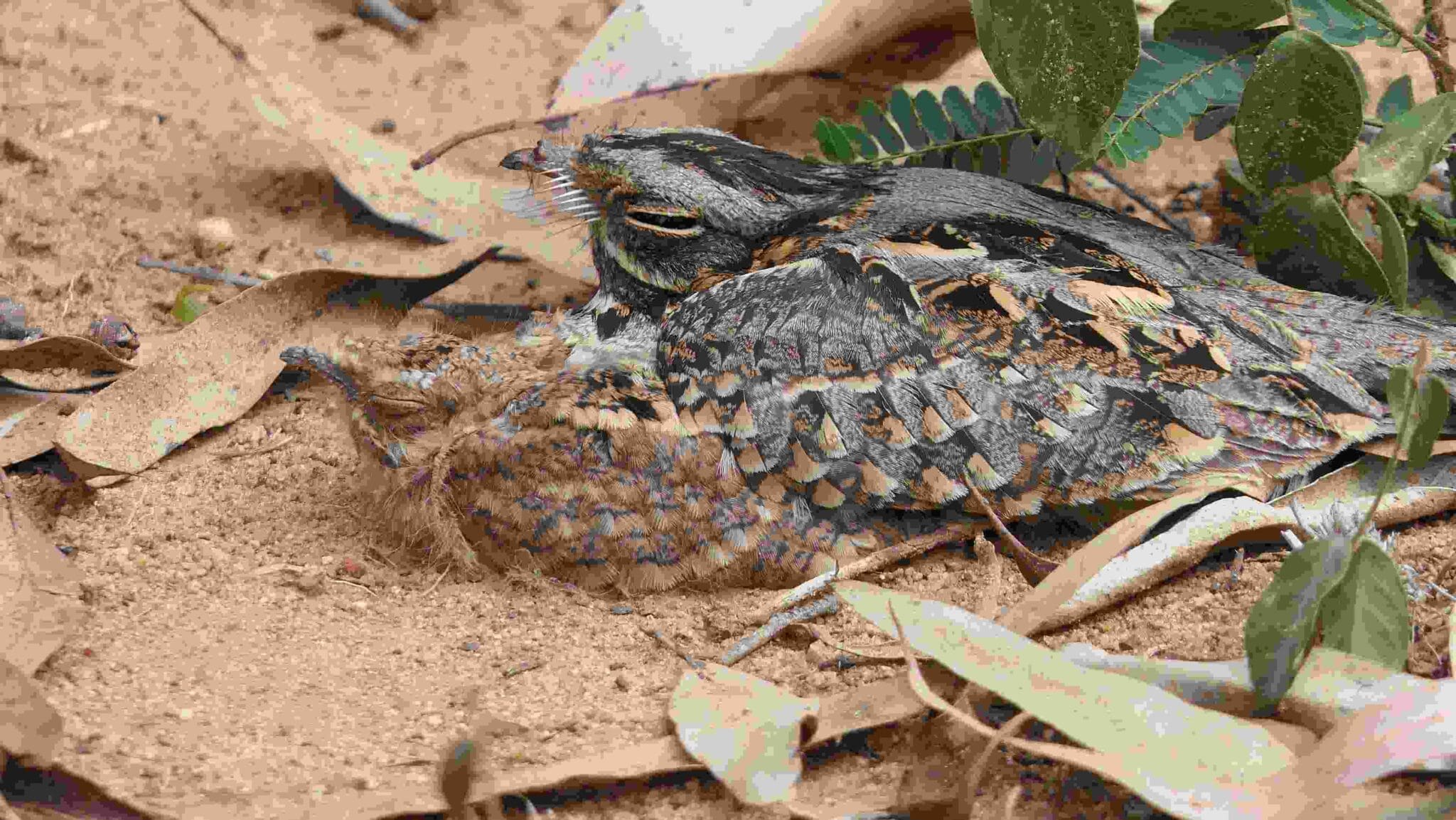 An Indian Nightjar with its fledgling is cryptically camouflaged on the forest floor in Bannerghatta, near Bangalore. Photograph: Bijoy Venugopal/ The Green Ogre