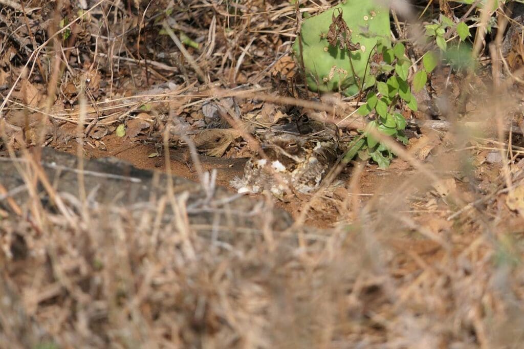 An Indian Nightjar at its day roost in Masinagudi, Nilgiris district, Tamil Nadu | Photograph: Bijoy Venugopal, The Green Ogre