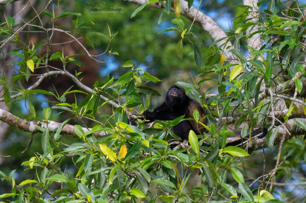 Howler Monkey in Costa Rica 