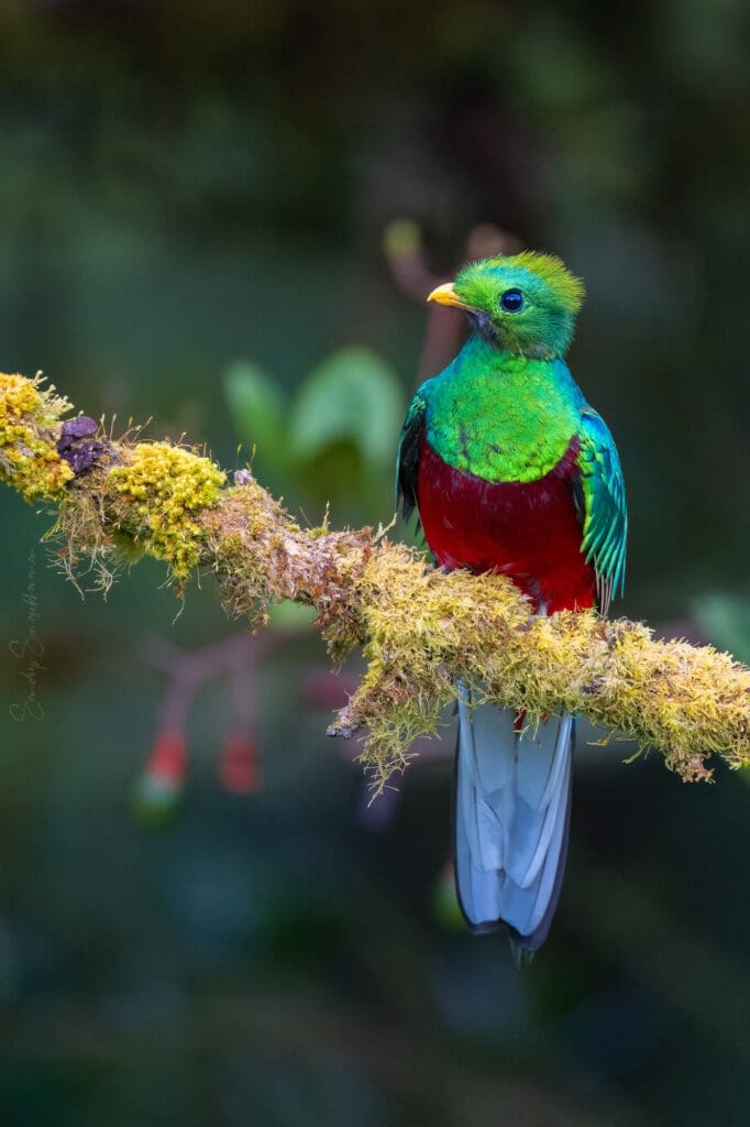 Resplendent Quetzal - juvenile male
