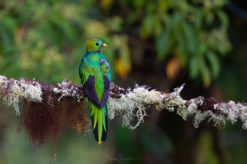 Resplendent Quetzal - juvenile male