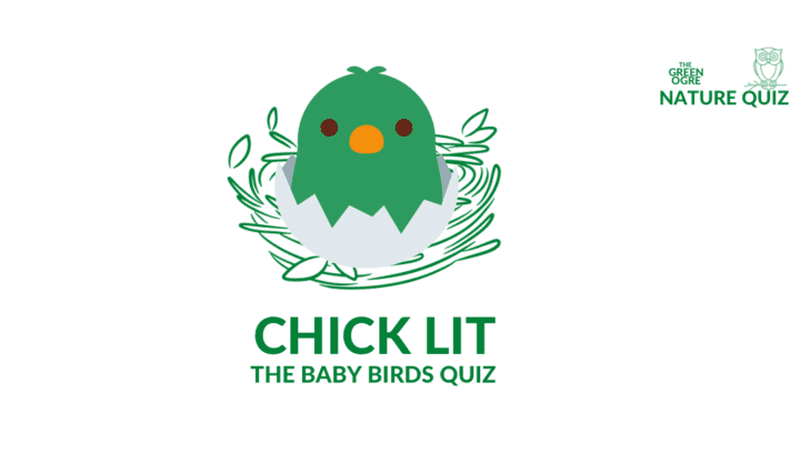 Chick Lit - The Baby Birds Quiz by The Green Ogre