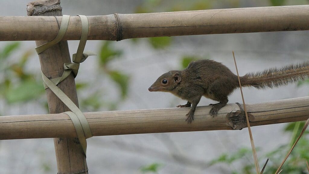 Northern Treeshrew (Tupaia belangeri) in Mishmi Hills, Arunachal Pradesh, India