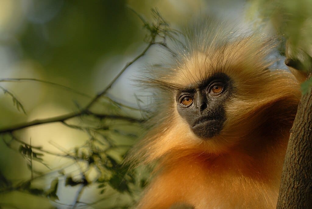 Golden Langur. No Half Measures - Jennifer Nandi