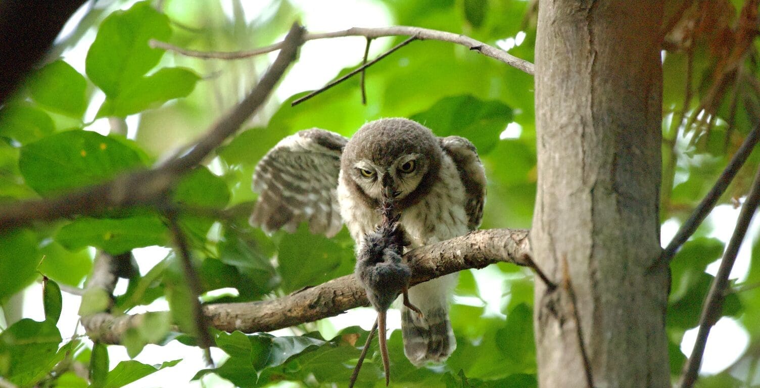 A Spotted Owlet devours a rat for breakfast at Saul Kere, Bengaluru