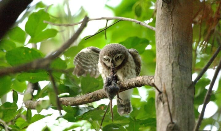 A Spotted Owlet devours a rat for breakfast at Saul Kere, Bengaluru