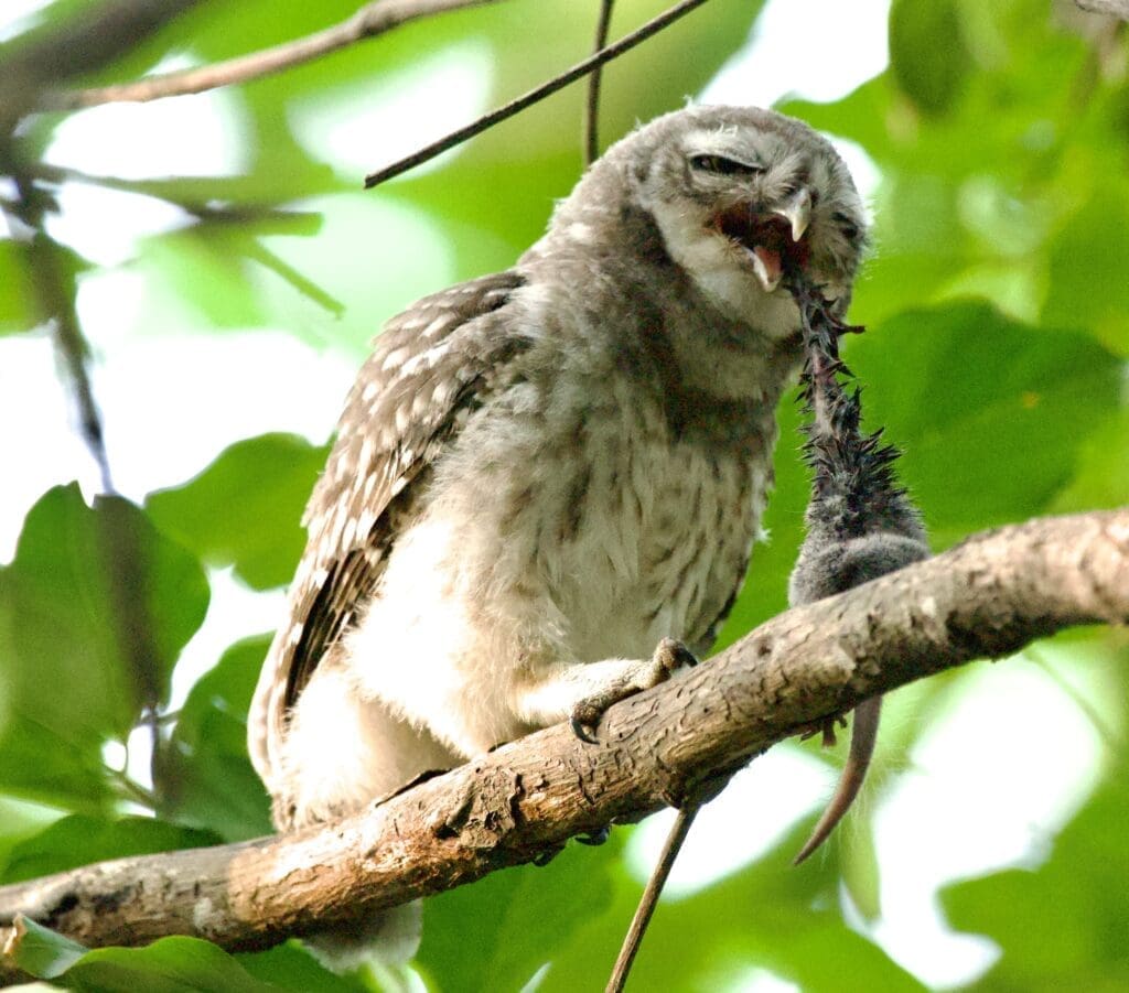 A Spotted Owlet at Saul Kere