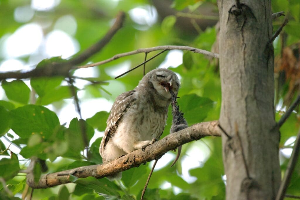 A Spotted Owlet devours a rat at Saul Kere, Bengaluru