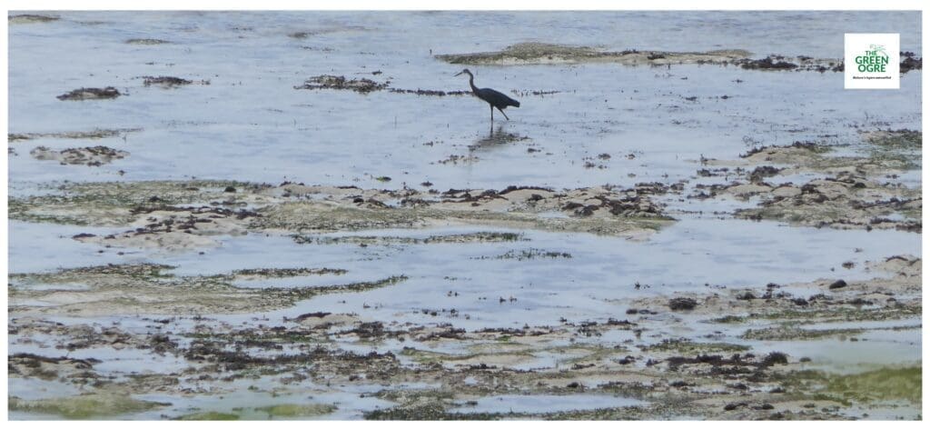 Dimorphic Egret on the coast of Nungwi, Zanzibar, Tanzania, East Africa