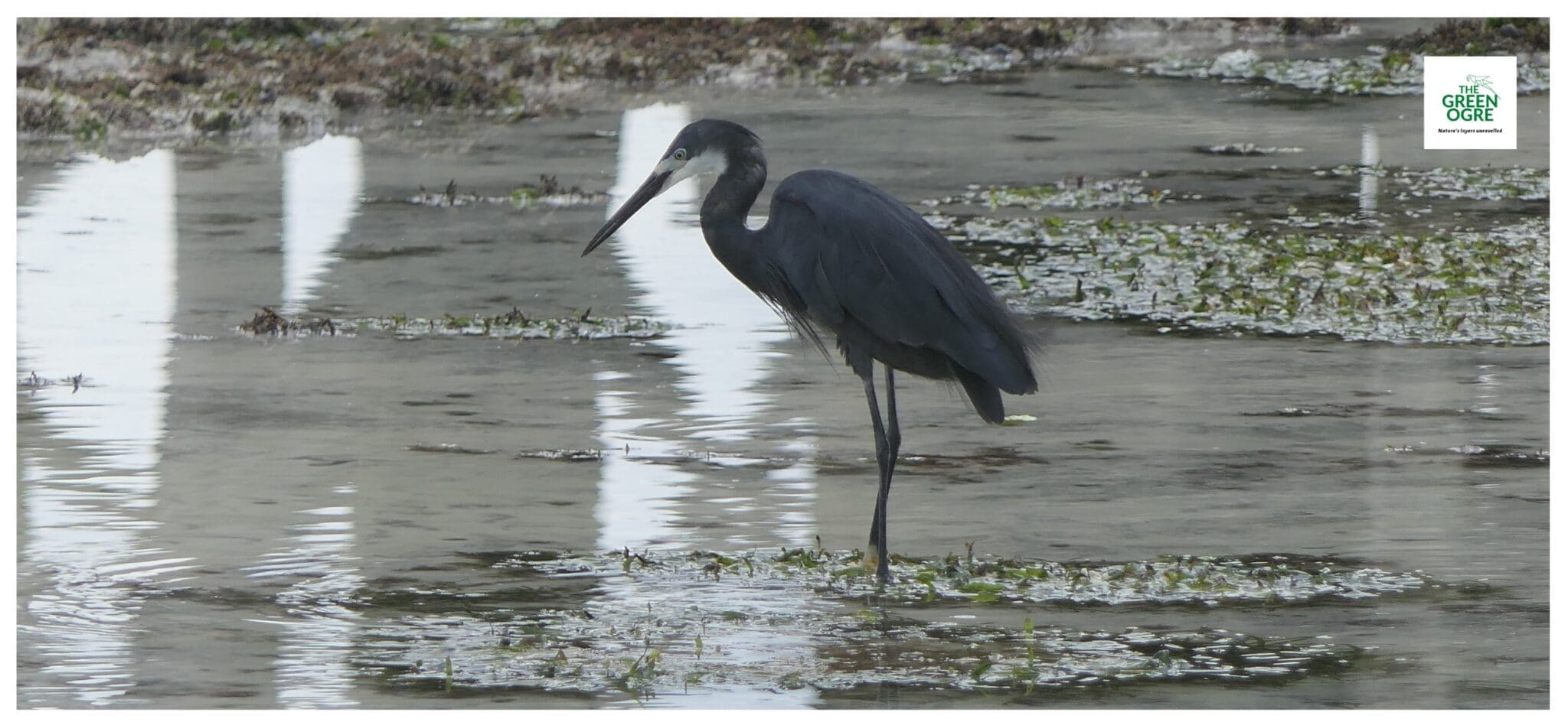 Dimorphic Egret in Nungwi, Zanzibar, Tanzania
