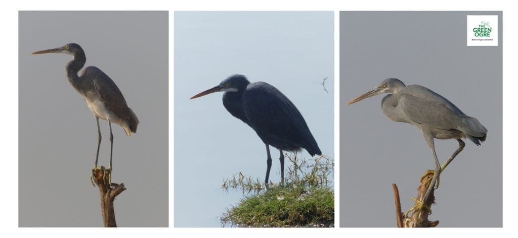 Dark-morph Western Reef egrets in Kutch, Gujarat