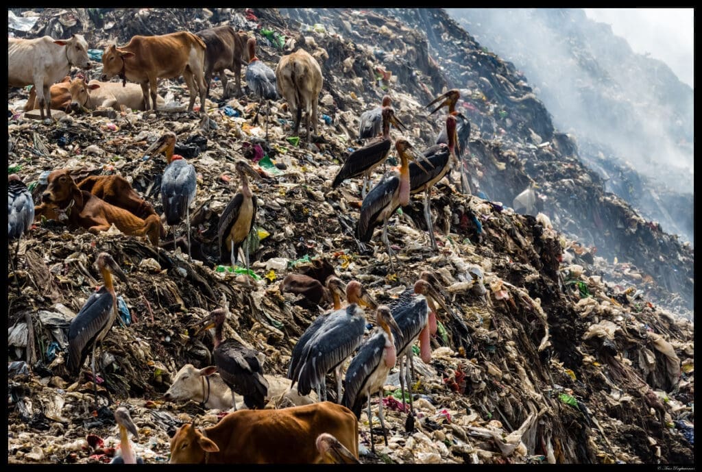 Greater Adjutant storks or Hargila in Guwahati, Assam
