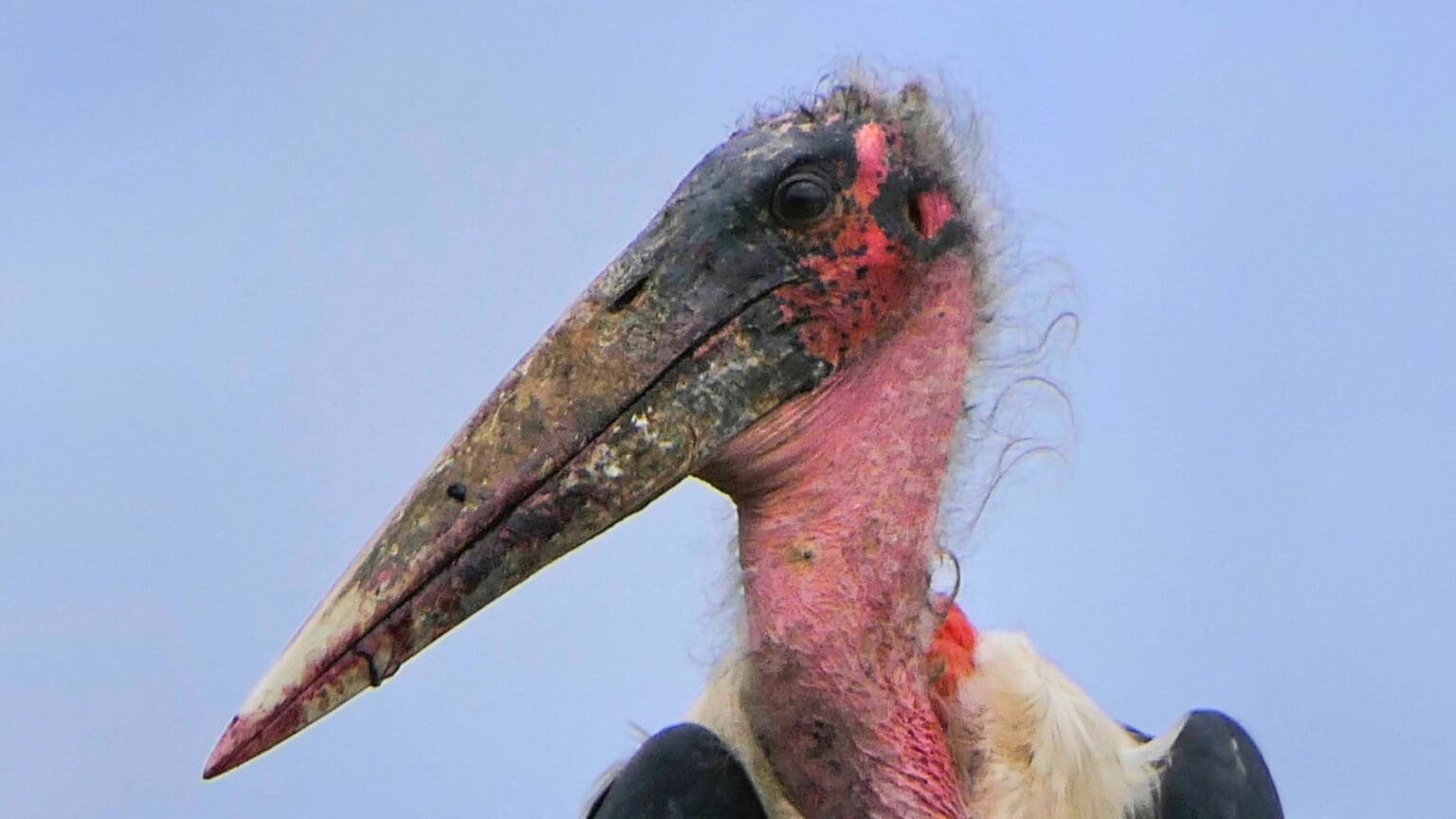 TL;DR - Death Stalks Like A Marabou Stork | The Green Ogre