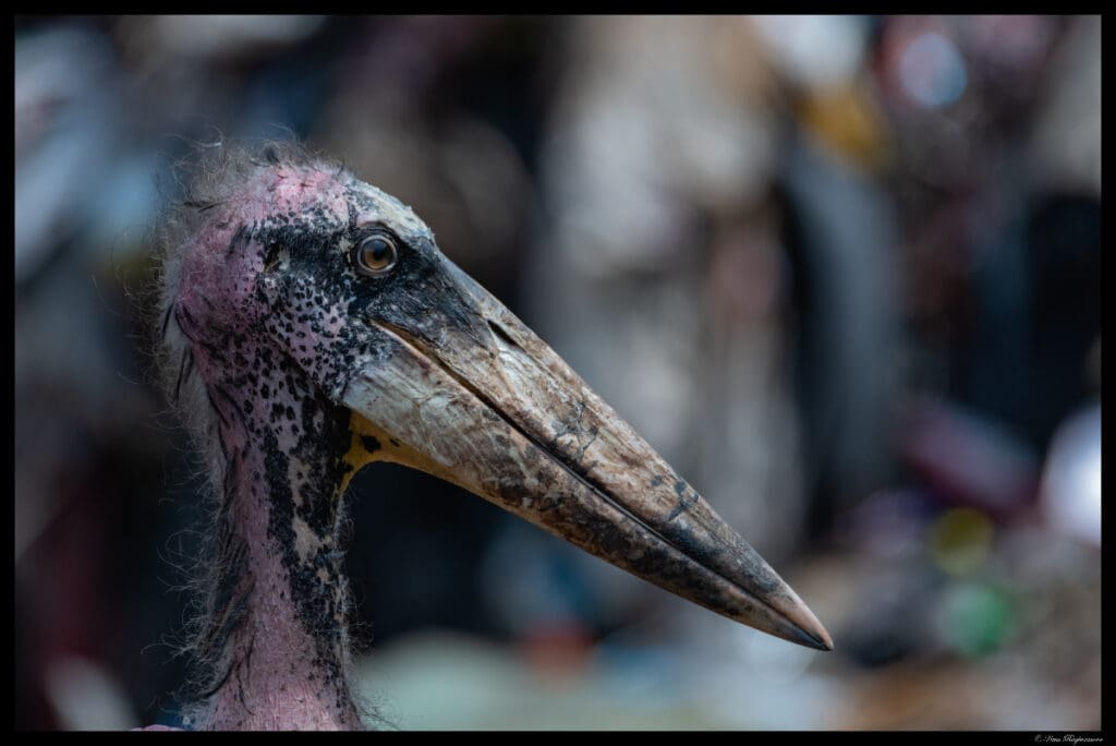 Greater Adjutant Stork or Hargila