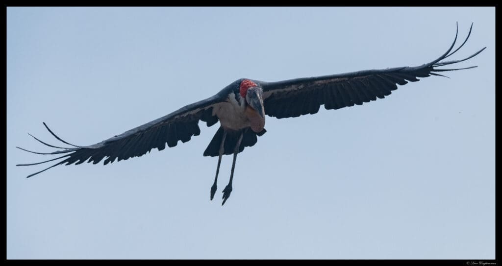 Greater Adjutant Storks