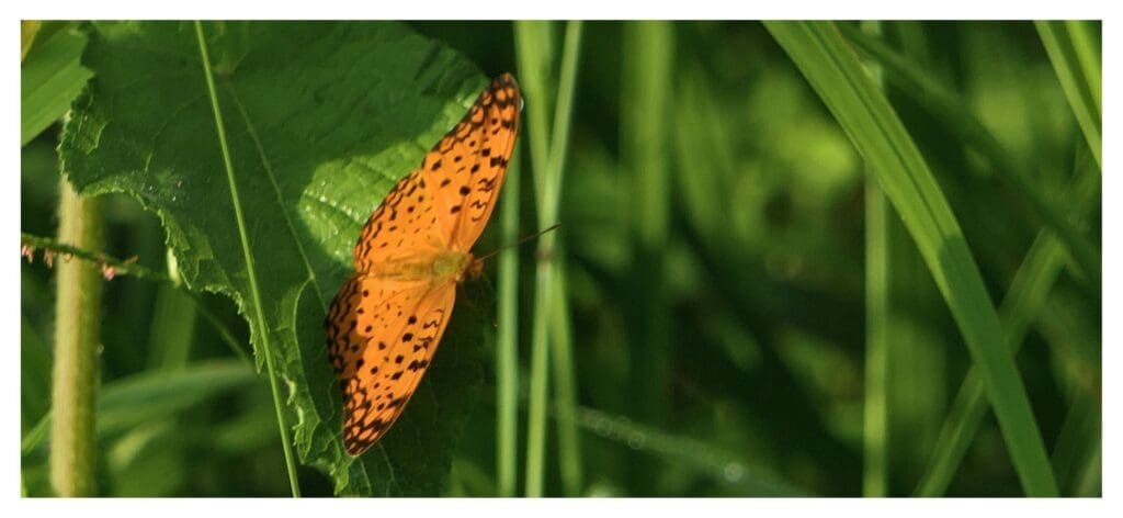 The aptly named Common Leopard butterfly