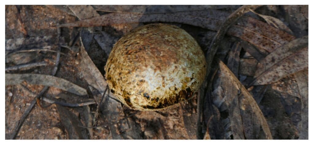 Puffball Fungi. Fixing nitrogen is nature’s way of giving back to the earth