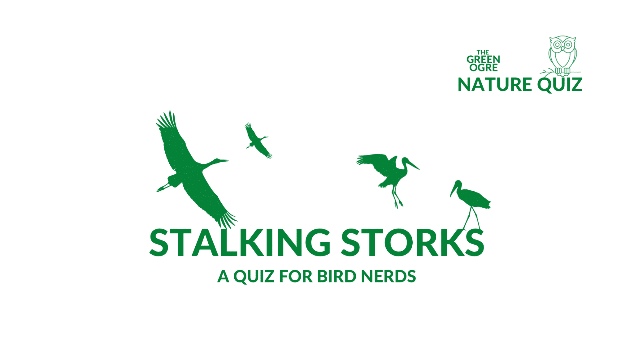 Stalking Storks - The Green Ogre Nature Quiz for Bird Nerds