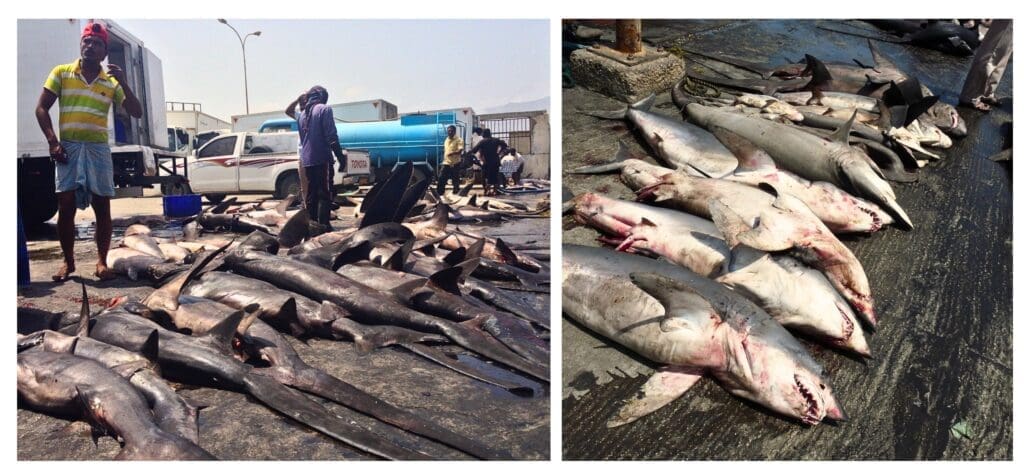 Shark fishing in Mirbat, a port on the ancient Frankincense Road in Oman