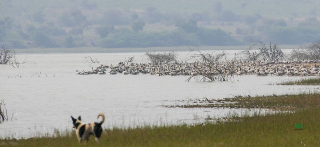 A skin of creamy white shimmers on the shore — thousands of Bar-headed Geese