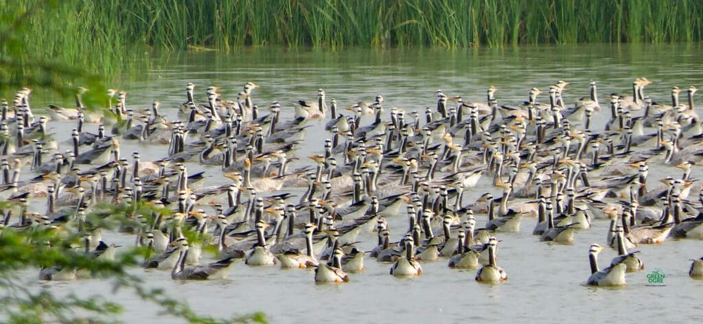 Bar-headed Geese at Magadi Kere