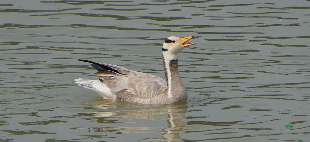 The Bar-headed Goose is beautiful enough to be a swan maybe?