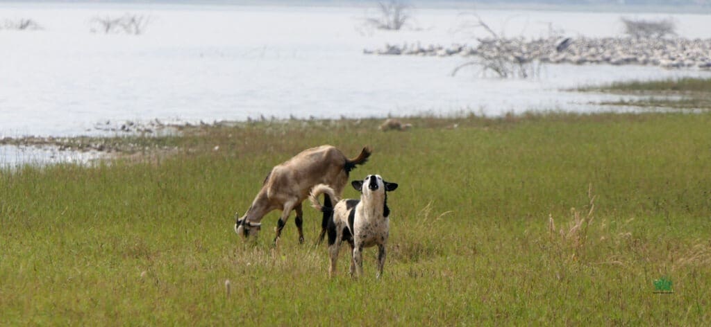A shepherd’s dog raises an alarm as we approach the Bar-headed Geese at Shettikere