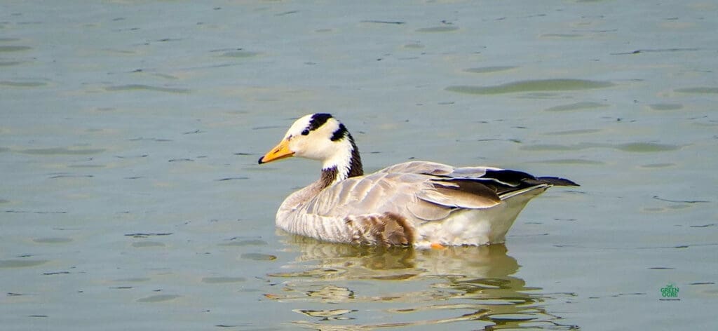 The beautiful Bar-headed Goose