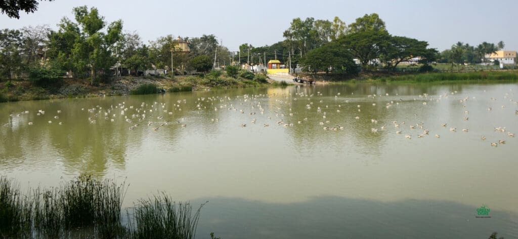 Bar-headed Geese at Magadi Kere, a freshwater lake near Gadag