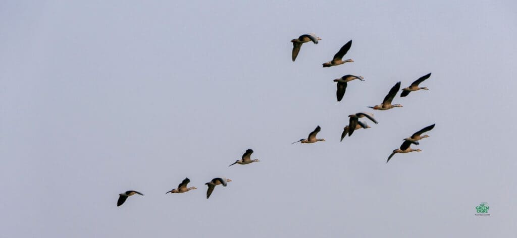 Bar-headed Geese in flight over Magadi Kere near Gadag, Karnataka
